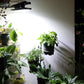 💐50% OFF! Outdoor Clip Lights – Easy Mount, No Wiring 🪟🔧【Fast Shipping】